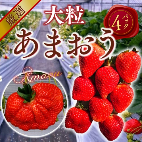 厳選大粒あまおう(4パック) 先行予約※2024年2月上旬4月上旬にかけて順次出荷予定　MY009