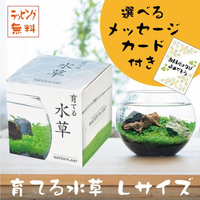 Ti Amo 種から育てる水草 L 選べるメッセージカード付き 誕生日 アクアリウム 通販 Lineポイント最大get Lineショッピング
