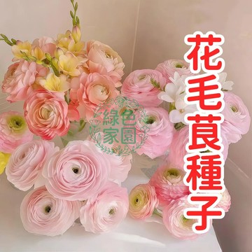 荷包牡丹【花毛茛種子】 彩色芹葉牡丹花苗 多年生開花植物 塊根花卉 盆栽庭院綠化 春季花園植物 露地栽培 室內陽臺觀賞花