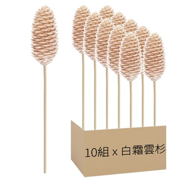 乾燥松果 4~6cm + 枝條2件組 10組  白霜雲杉