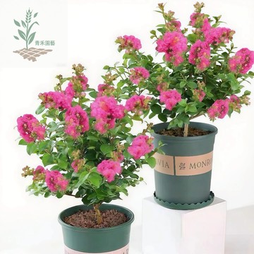 青禾園藝（紫薇花種子） 美國紅火箭紫薇樹種子百日紅 紅花紫薇速生多年造景風景樹春秋播種盆栽地栽觀花種子