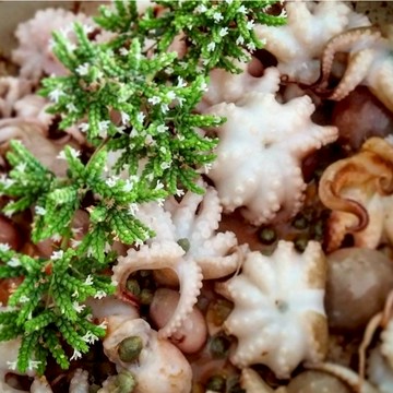 冷凍小章魚 小章魚 去肚小章魚 章魚燒  200克 冷凍食品 海鮮 電子發票 調理食品 海鮮  [誠實討海人]