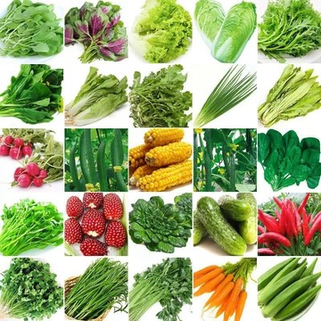 🥬【49款四季蔬菜種子】12月新到貨 白菜 香菜 豆類種子四季可種 五十天可生長 家庭蔬菜種子 田園盆栽蔬菜種籽