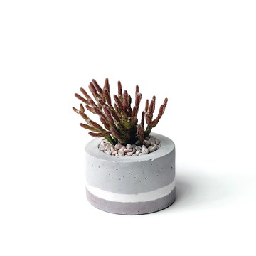 莫蘭迪粉系列 | 猿戀葦 小圓形三色不規則水泥多肉植栽