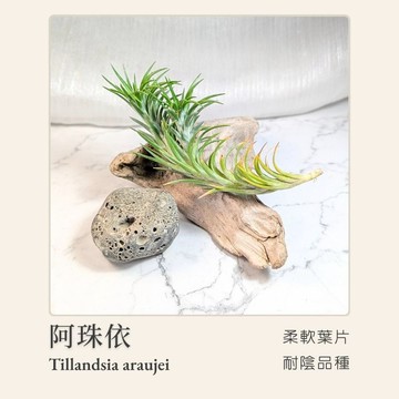 [狂買園藝] 空氣鳳梨 阿珠依 T. araujei 閉葉型阿珠依 /婚禮小物/鹿角蕨/雨林植物/室內植物