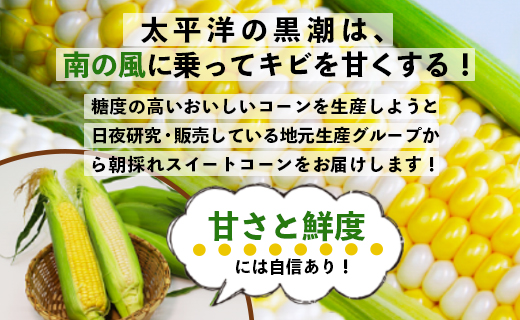 先行予約受付中！朝採れスイートコーン 約3kg（8〜10本）- 野菜 とうもろこし とうきび トウキビ BBQ キャンプ 旬 おやつ 特産品 sg-0005