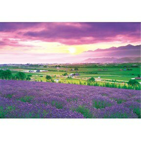 HM - HM1000-168 北海道-薰衣草原夜光拼圖1000片