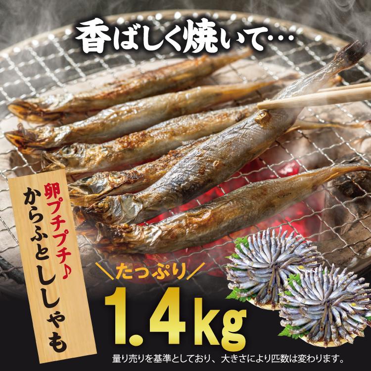 お歳暮 《お徳用》訳ありカラフトシシャモ1.4kg