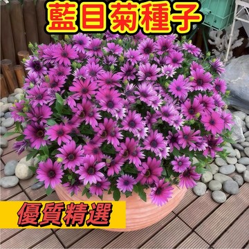 🌻【台灣現貨-隔日達】南非萬壽菊種子藍目菊非洲菊花種子 易爆盆 多年生 新手易種 好養易活 耐寒景觀園林庭院花卉四季易播