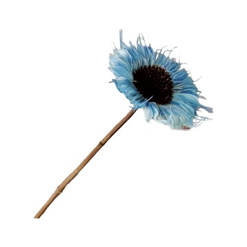 乾燥花 非洲菊扶郎花  藍色  10支