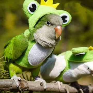 加大款寵物大型🦜鸚鵡衣服 保暖帶帽玄風和尚金剛新生鳥過冬飛行衣
