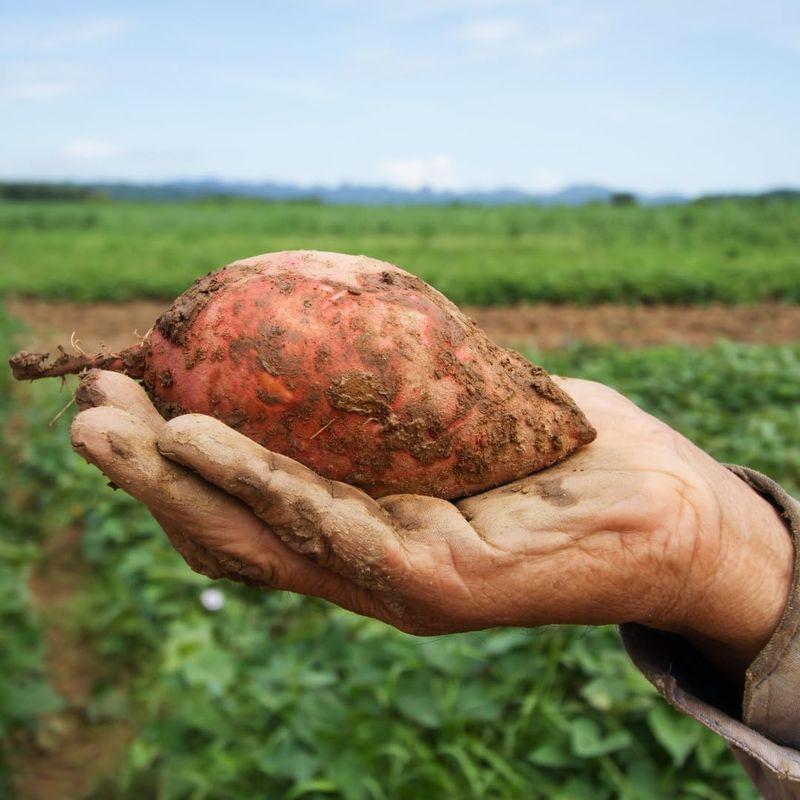 やさい専門店 紅はるか 千葉県産 茨城県産 AMサイズ ５ｋｇ 甘味強