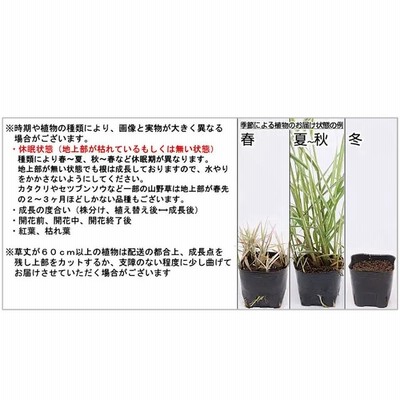 （盆栽）苔盆栽 縁起樹とヒノキゴケ寄せ植え 南天・三河黒松 〜白溶岩石鉢〜（１鉢） LINEショッピング