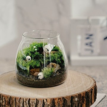 【手作苔蘚微景觀】小苔羊出沒中 生日禮物 辦公室療癒小物