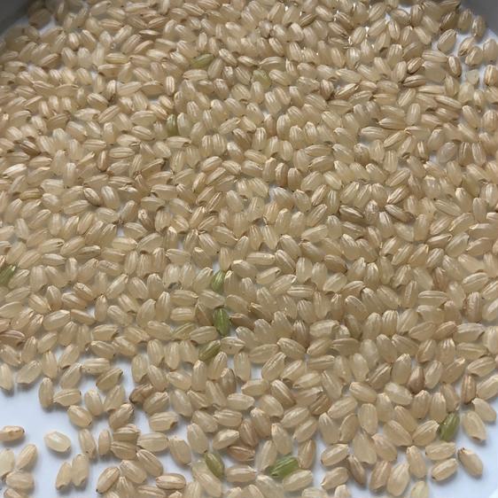 米・穀物 玄米 北海道産おぼろづき玄米5kg 産地直送