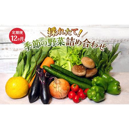 ふるさと納税 とれたて野菜パック 定期便12ヶ月 季節の野菜セット 詰め合わせ 10品前後 ジャガイモ 人参 大根 小松菜 白ネギ グリ?ンリ?フ チン.. 静岡県袋井市