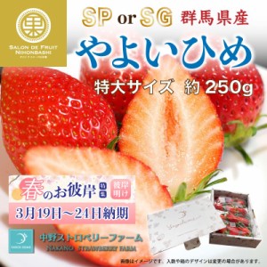 [予約 2024年1月5日-1月30日の納品] やよいひめ 特大サイズ 6-12粒 約250g 群馬県産 SP または SG 化粧箱 プレミアム やよいひめ 苺 いち