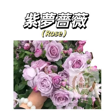 嘉義現貨（紫夢爬藤玫瑰種子MG-47）Rose薔薇種子紫色係大花薔薇花月季種子庭院陽台灑下就能活懶人觀賞花卉花海種子