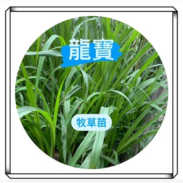 龍寶牧草🔥現貨速出🔥 綠狼尾草苗 天竺鼠牧草苗 兔子牧草苗 陸龜牧草苗 艾草苗 寵物牧草 拜拜馬草 犒賞馬草 王爺馬草