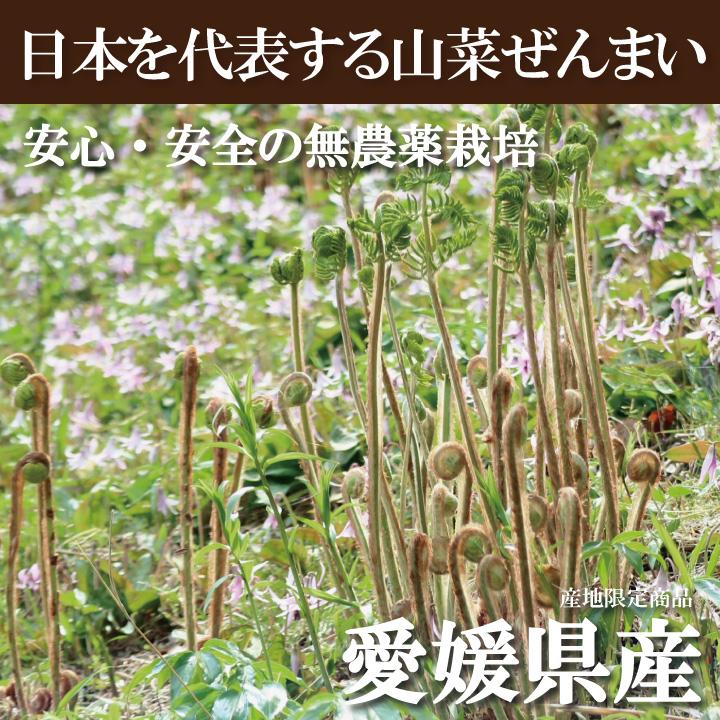 愛媛県産乾しぜんまい3個セット　山菜 ぜんまい 乾燥 手もみ ナムル 煮物