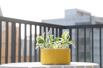 種植箱 / 在家也有開心農場