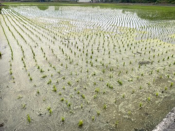 大里三期徵收農地｜台中市大里區爽文路
