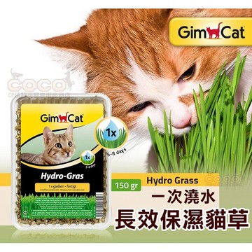 COCO【免運🔥】竣寶GIMPET一次澆水長效保濕貓草150g(盒裝)簡便容易種植/小麥草/新鮮貓草/纖維質幫助貓咪化毛
