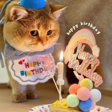 寵物生日派對 寵物配件 寵物生日七件組 毛孩生日佈置 貓咪生日 貓咪生日佈置 狗狗生日佈置 毛孩派對佈置 寵物生日