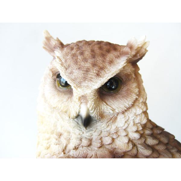 ペットバンク トラフズク PET BANK LONGEARED OWL