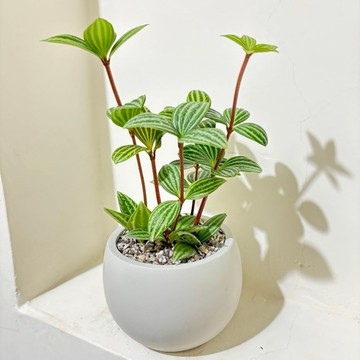 ☘️多葉蘭日式泥造盆飾☘️ 別名「弦月椒草」「漸層椒草」