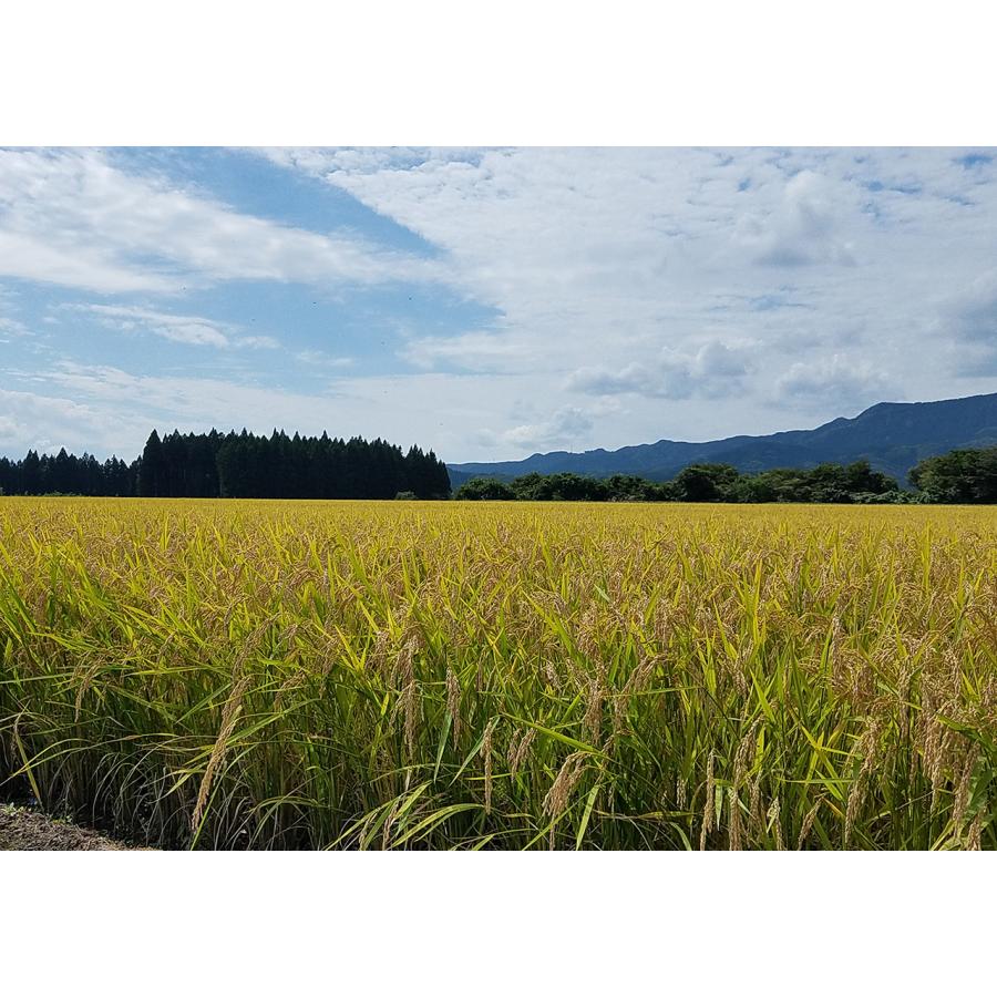 仙北産あきたこまち特別栽培米5キロ