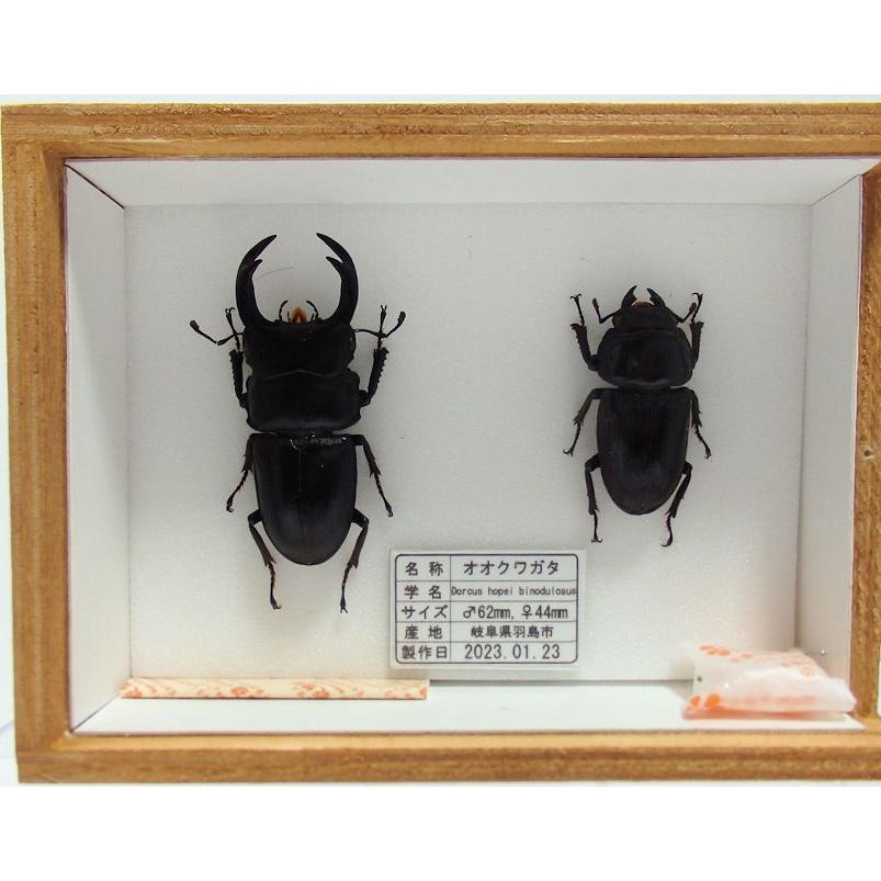 日本最級 カブトムシ2♂ ♀1 標本 サタンオオカブト 昆虫用品