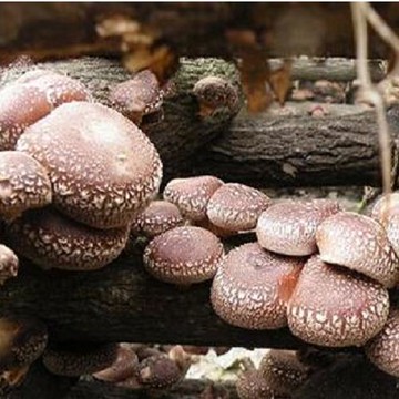 【亞源泉】埔里高山椴木香菇 80g (椴木香菇有柄捲彎形) 1包$550