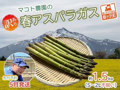 マコト農園の春アスパラガス！約1.5kg（S～2L不揃い）青森県鰺ヶ沢町産