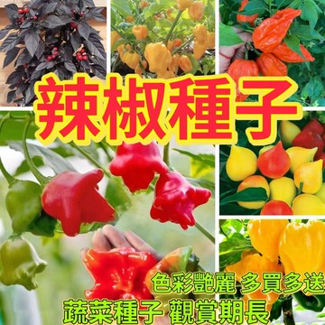 綠色家園|🔥辣椒種子🍓風鈴小辣椒 印度魔鬼辣 蟠桃辣椒 黑珍珠辣椒 海南黃燈籠辣椒種子蔬菜種子 發芽率95%