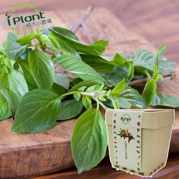 任-iPlant積木開心小農場樂活盆栽(九層塔)
