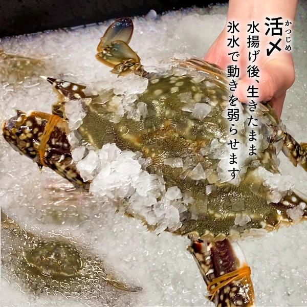 ワタリガニ直売 活〆 有明海 生 渡り蟹 1.2kg(3尾入)わたりがに 熊本県上天草市 旬 活締め冷凍 ボイルして本格パスタに［お歳暮 2023 ギフト 御歳暮］