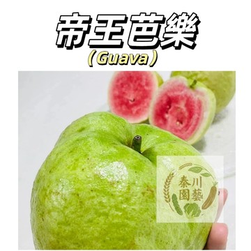 嘉義現貨（帝王芭樂種子BL-8）極致的濃甜、霸道的香氣、絲綢般的順滑果肉，無與倫比的奢華水果~@水果種子芭樂種子