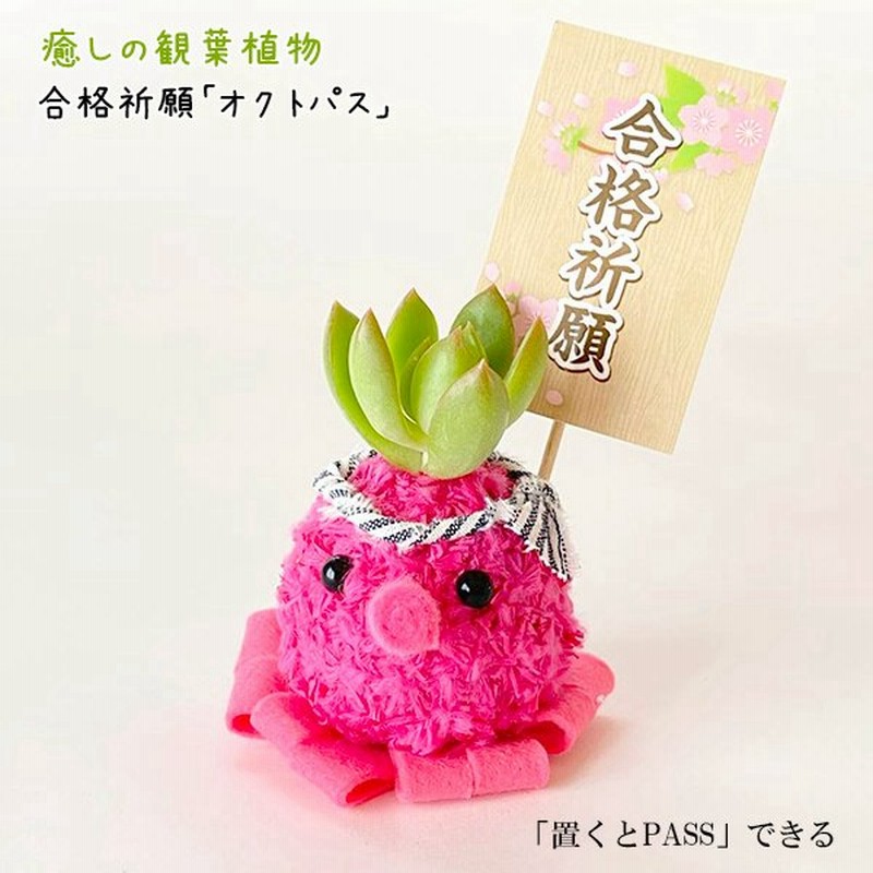 癒しの観葉植物 合格祈願 オクトパス グッズ お守り 手作り 中学 高校 大学 受験 勉強 花粉なし おしゃれ かわいい ギフト 誕生日プレゼント 通販 Lineポイント最大0 5 Get Lineショッピング