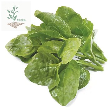 青禾園藝（皇宮菜種子）四季種植 木耳菜種子 落葵種子紫紅木耳菜大葉木耳菜四季播種爬藤陽台盆栽蔬菜種子