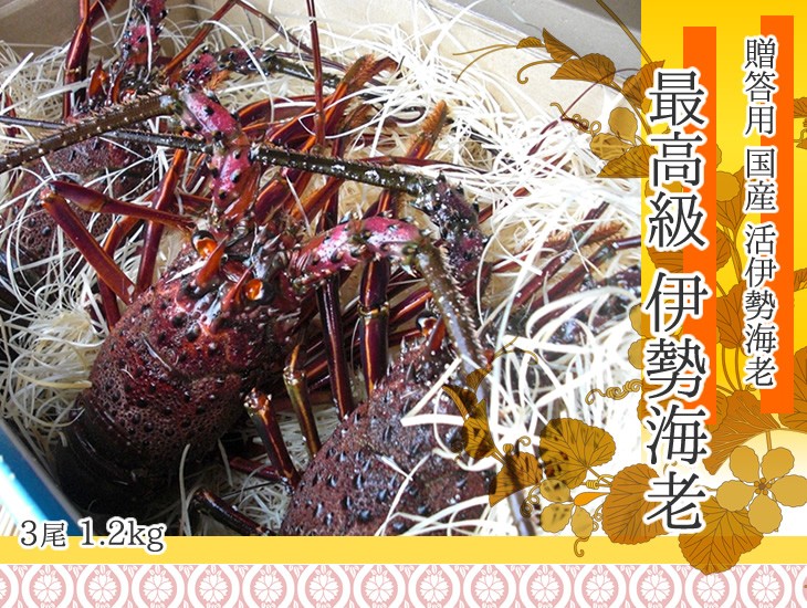 活伊勢海老　3尾　１.2ｋｇ　三重県産　高級[活伊勢海老]