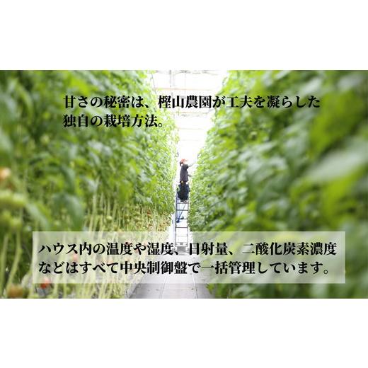 ふるさと納税 徳島県 小松島市 珊瑚樹トマト　S特選 約1kg※2024年春発送＜3月中旬発送＞