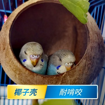 虎皮鸚鵡椰子殼鳥窩鸚鵡窩鳥巢窩鸚鵡繁殖箱珍珠椰殼鳥窩戶外草窩 全館免運