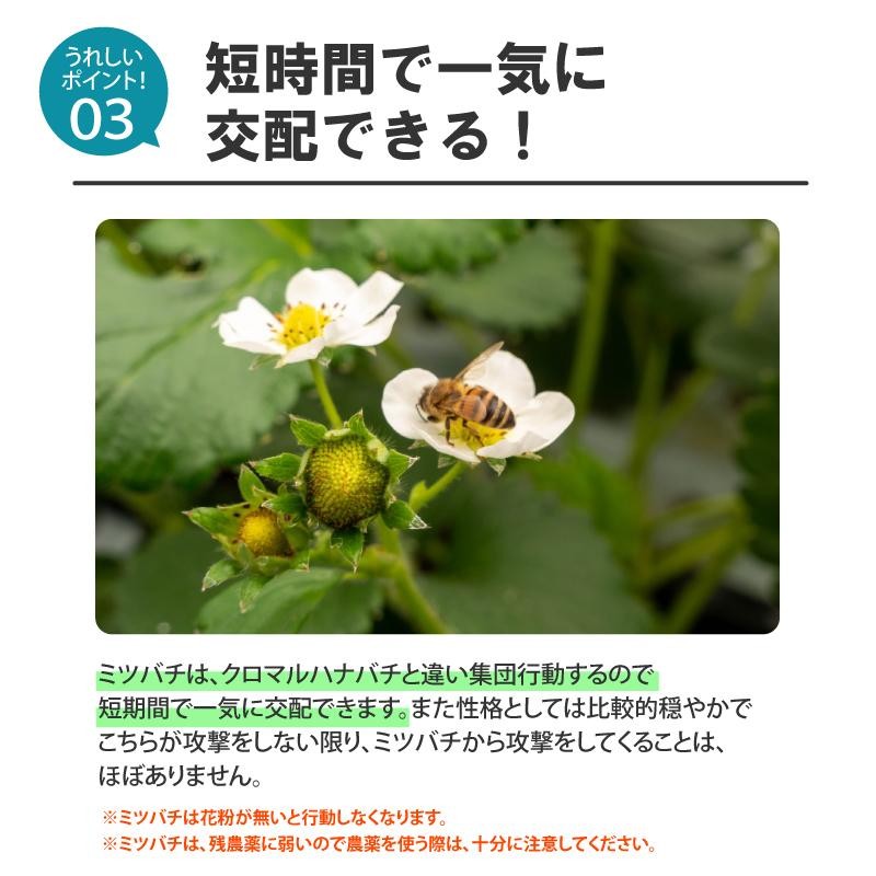 ミツバチ 受粉用 ミツバチボーヤ3000 短期 交配用 女王蜂なし 蜜蜂 3000匹 花粉 交配 授粉 スイカ メロン ピーマン ナス イチゴ  西岡養蜂園 タS 代引不可 | LINEブランドカタログ