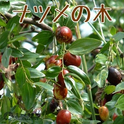 ナツメの苗木 赤い果実　1株 楽天市場】ナツメ の木 （ なつめ ） 12cmポット苗 1年生 果樹