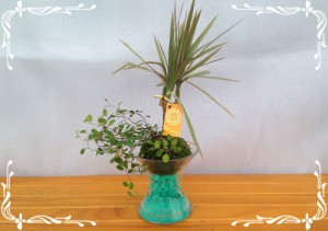 スパイラルグラス F９苔玉 ゼリーボール ２種寄せ植え ワイヤープランツ トリカラー 通販 Lineポイント最大1 0 Get Lineショッピング