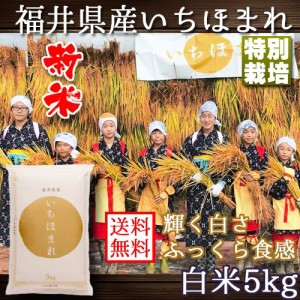 いちほまれ 福井県産 令和4年産 5kg 特別栽培