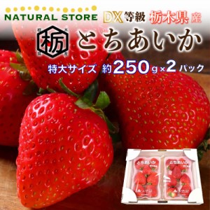 [予約 2024年2月11日-2月14日の納品] バレンタインデー とちあいか 化粧箱 特大 約250g×2パック DX プレミアム苺 栃木県産 苺 いちご ブ