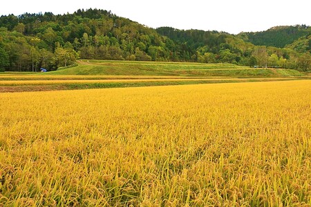 北海道とままえ産ゆめぴりか　5kg×6ヵ月