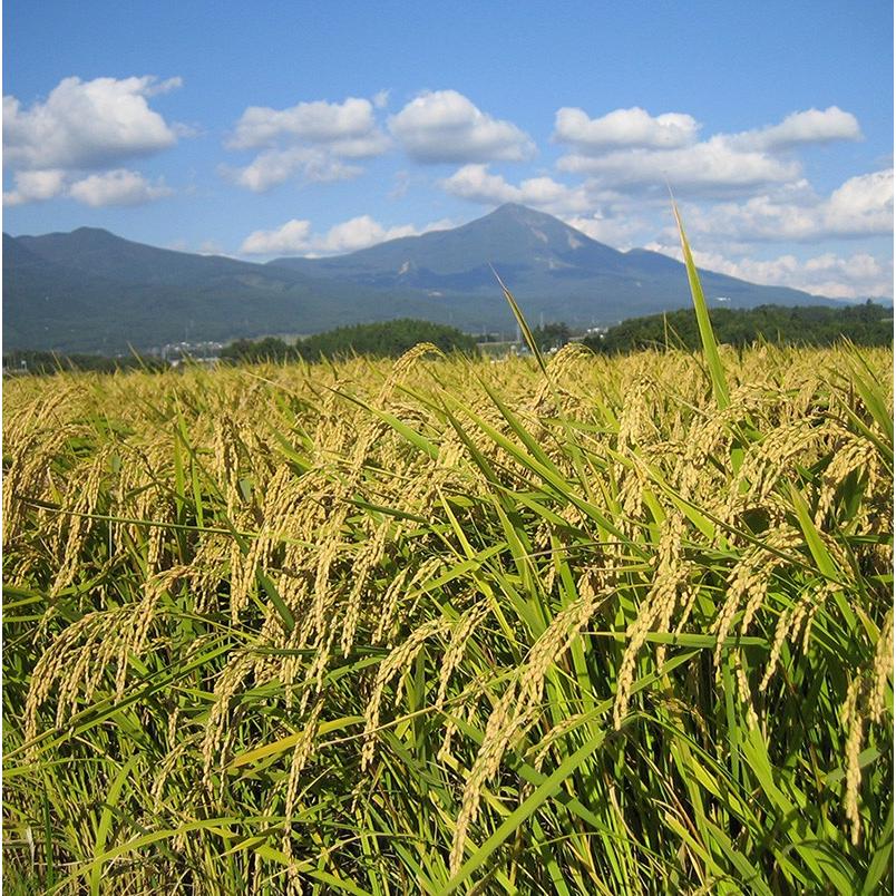 令和4年産 本田屋継承米 白米 5kg C